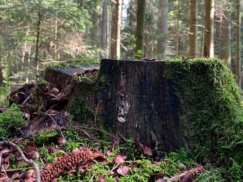 tree-stump-g939395a9b_640